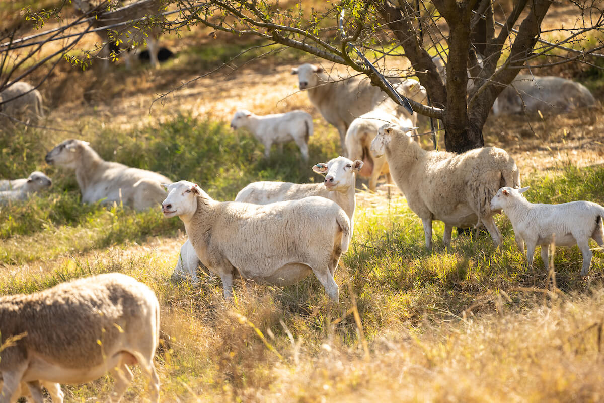 sheep graze on cover crops under almond trees in California
